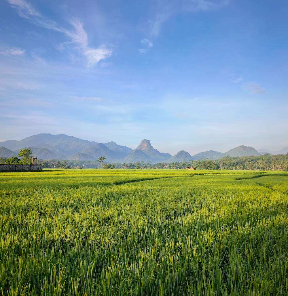 Lush green rice fields with mountains under a clear blue sky